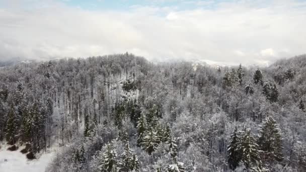 Вид Повітря Засніжений Ліс Взимку Дерева Вкриті Снігом Льодом — стокове відео