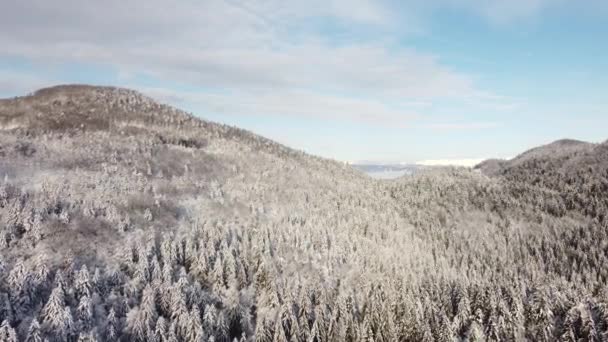 Αεροφωτογραφία Του Χιονισμένου Δάσους Χειμώνα Δέντρα Καλυμμένα Χιόνι Και Πάγο — Αρχείο Βίντεο