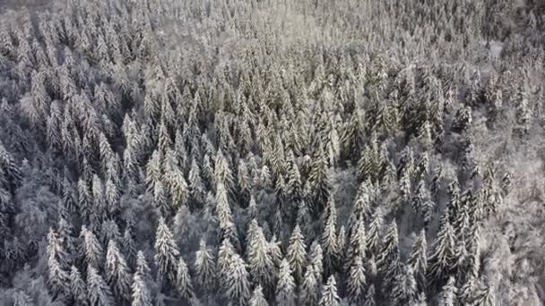 Vue Aérienne Forêt Enneigée Hiver Arbres Couverts Neige Glace — Video