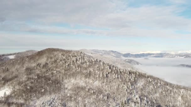 Letecký Pohled Zasněžený Les Zimě Stromy Pokryté Sněhem Ledem — Stock video