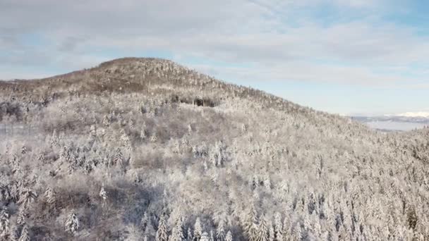Vue Aérienne Forêt Enneigée Hiver Arbres Couverts Neige Glace — Video