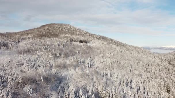 Widok Lotu Ptaka Zimie Drzewa Pokryte Śniegiem Lodem — Wideo stockowe