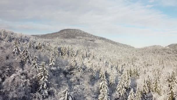 Vue Aérienne Forêt Enneigée Hiver Arbres Couverts Neige Glace — Video