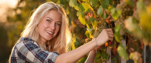 Woman Picking Grape Wine Harvest Vineyard Late Autumn Afternoon — Stock Photo, Image