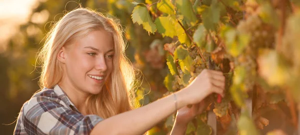 Vrouw Die Druiven Plukt Tijdens Wijnoogst Wijngaard Late Herfstmiddag — Stockfoto