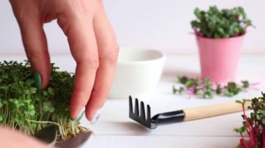 Dişi eller mikroyeşillikleri makasla kesiyor. Evde mikroçim yetiştiriyorum. Sağlıklı yiyecekler, vejetaryen beslenme konsepti.