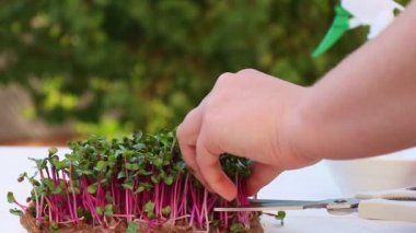Dişi eller yeşillik karşısında turp mikroçerezlerini makasla kesiyor. Yeşillik yetiştiriyorum. Sağlıklı yiyecekler, vejetaryen beslenme konsepti.