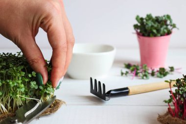 Kadın eli makasla mikroyeşillik kesiyor. Evde mikroçim yetiştiriyorum. Sağlıklı yiyecekler, vejetaryen beslenme konsepti..