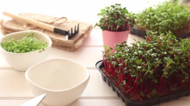 Dişi eller turp mikroçerezlerini makasla kesiyor. Evde bahçıvanlık. Sağlıklı yiyecekler, vejetaryen beslenme konsepti. Seçici odak