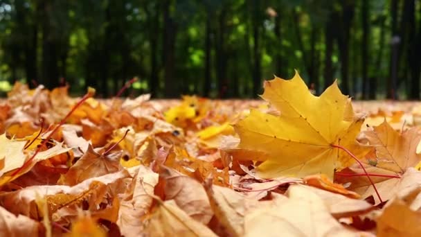 Lush foliage background. Maple leaves in the park are falling and swaying in the wind — Stock Video