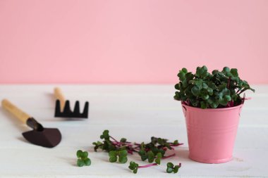 Küçük pembe kovada taze turp mikroçerezleri, bahçe aletleri, bahçe işleri. Sağlıklı yiyecekler, vejetaryen beslenme konsepti.