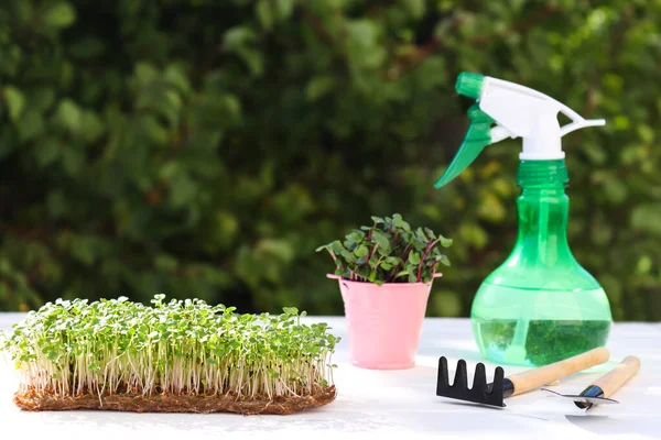 Home gardening. Mustard microgreen on a background of greenery with hand sprayer and gardening tools. Healthy food, vegan food dieting concept