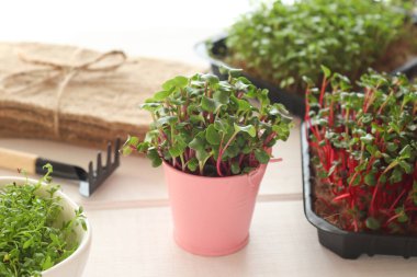 Evde mikroçim yetiştiriyorum. Cress salatası, turp mikroçerezi ve bahçe aletleri masada. Sağlıklı yiyecekler, vejetaryen beslenme konsepti.