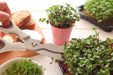 Mikro yeşillikleri makasla kesiyorum. Mikroyeşilliklerle ev yapımı tost yapıyorum. Sağlıklı yiyecekler, vejetaryen beslenme konsepti.