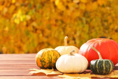 Sarı sonbahar yeşilliklerinin arka planında balkabaklarıyla sonbahar kompozisyonu. Şükran Günü ve Cadılar Bayramı konsepti. Boşluğu kopyala