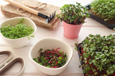 Evde mikroçim yetiştiriyorum. Cress salatası, tencerede turp mikroçerezleri, bahçe aletleri ve masada mikroyeşillik olan bir kase. Sağlıklı yiyecekler, vejetaryen beslenme konsepti..