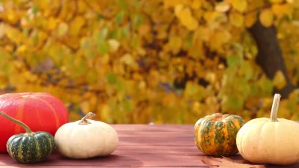 Autumn composition with pumpkins on a background of yellow autumn foliage. Thanksgiving and Halloween concept — Stock Video