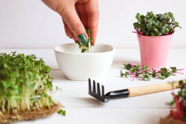 Kadın eli, mikroyeşillikleri kaseye koyar. Evde mikroçim yetiştiriyorum. Sağlıklı yiyecekler, vejetaryen beslenme konsepti.