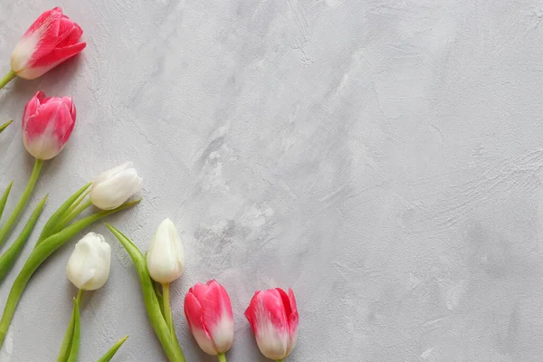 Delicate floral background. Beautiful pink and white tulips against textured dray background with copy space for text. Sprigtime. Top view, flat lay