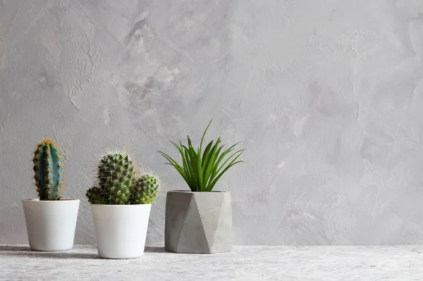 Succulent Plants Pots Gray Wall Copy Space Text Minimalistic Design — Stock Photo, Image