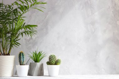 Sulu bitkiler ve gri duvarda saksıda avuç içleri. Uzayı metin için kopyala. Minimalist ev içi.