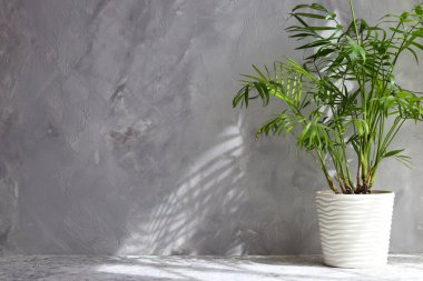 Areka palmiyesi beyaz tencerede, ışık ışınlarında gri duvara karşı. Uzayı metin için kopyala. Minimalist iç mimari veya tasarım