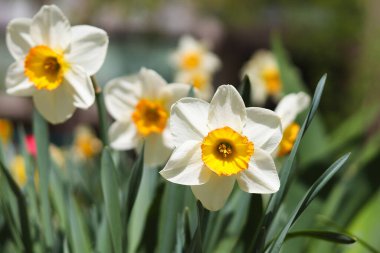 Narin sarı nergis çiçekleri açık havada ve yakın planda. Doğada güzellik. Çiçek arkaplan, seçici odak