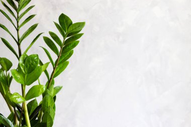Zamiokulkas ev bitkisi açık gri duvara karşı. Kopyalama alanı, minimalist şehir içi ya da tasarım. Seçici odak