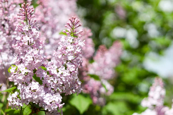 Цвіт Бузку Зеленому Тлі Копіювальним Простором Весняний Сезон Красиві Квіти — стокове фото