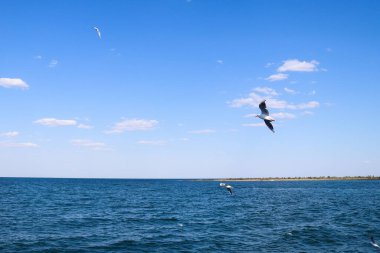 Karadeniz üzerinde uçan martılar. Ukrayna manzarası