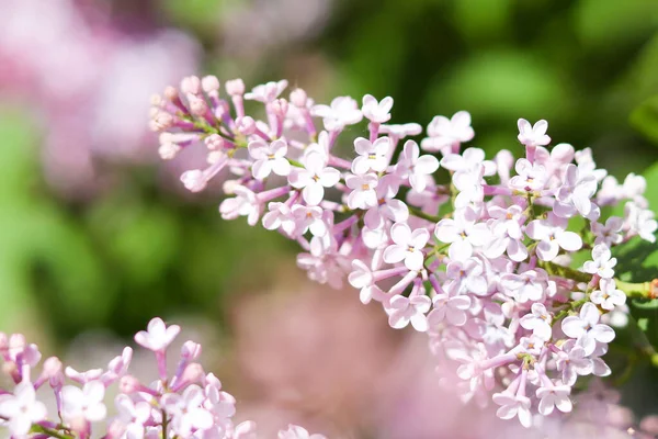 Delicate Lilac Blooming Flowers Selective Focus Springtime Nature Details Beautiful — Stock Photo, Image