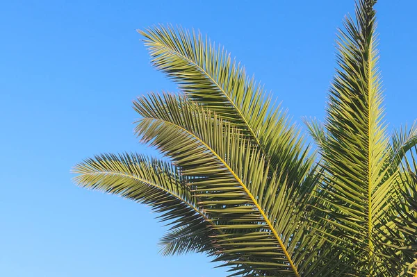 Palma Sai Contra Céu Azul Conceito Horário Verão Férias — Fotografia de Stock