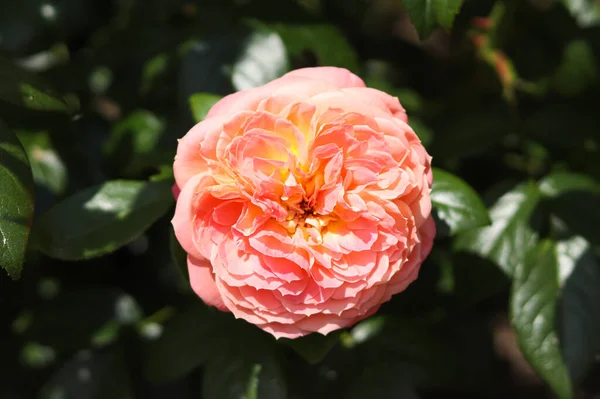 Belle Rose Fleur Corail Couleur Gros Plan Fond Motif Naturel — Photo