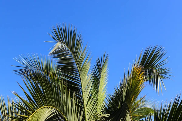 Palmenblätter Gegen Blauen Himmel Natürliche Muster Sommerzeit Tourismus Und Urlaubskonzept — Stockfoto