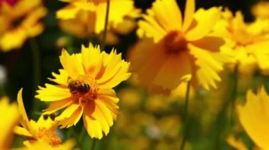 Bal arısı parlak sarı bir çiçekten polen toplar. Seçici odak.