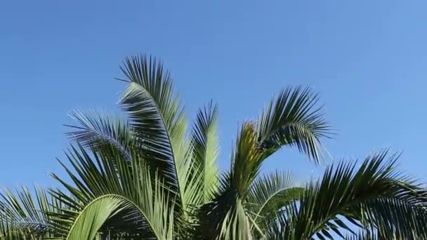 Palm Leaves Swaying Background Blue Sky Summer Time Tourism Vacation — Stockvideo