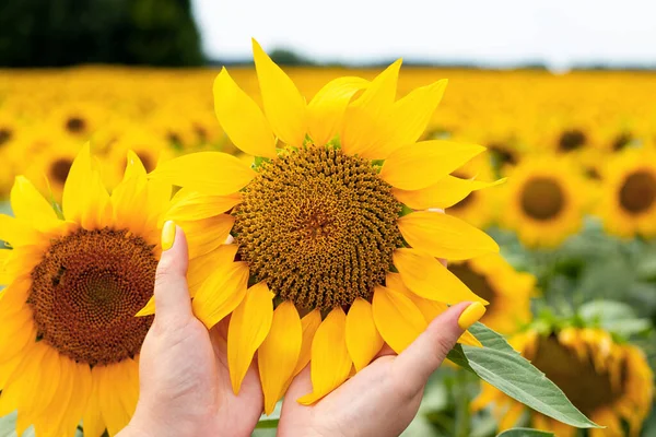 Womans hands holding sunflower on beautiful sunflower field. The concept of agriculture. Ukrainian nature. Selective focus.