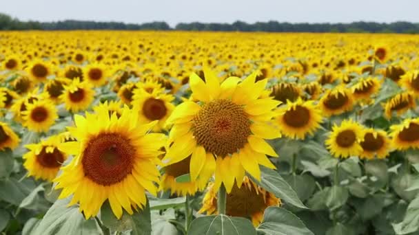 Beautiful Sunflowers Swaying Wind Agriculture Field Ukrainian Nature Selective Focus — Vídeos de Stock