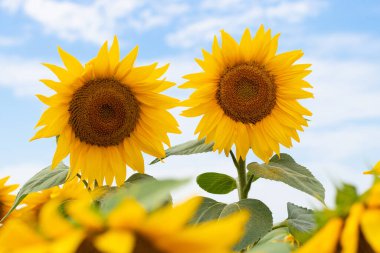 Two sunflowers against the sky. Selective focus. Ukrainian beautiful nature.
