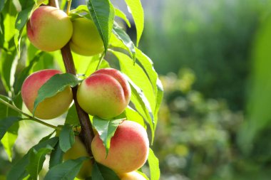 Ripe peaches on a peach tree close-up against lush foliage with copy space. Selective focus. Nature. Harvesting.