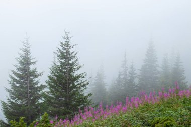 Carpathian Mountains. Forest in the mountains in the fog. Natural background. Copy space, selective focus.