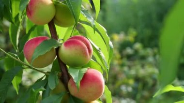 Ripe peaches on a peach tree close-up against lush foliage. Selective focus. Beauty in nature.