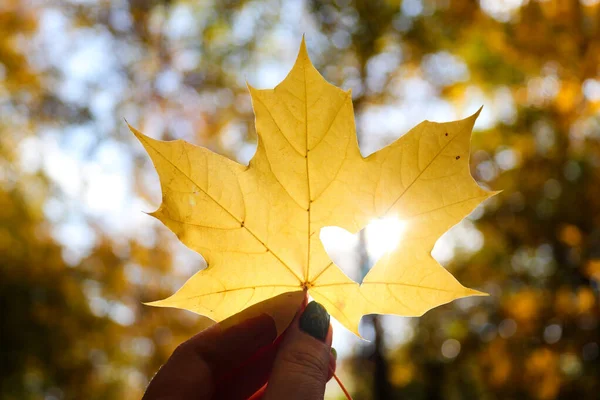 Yellow maple leaf with heart and sun glare in womans hand against autumn foliage in park. Autumn mood, selective focus.