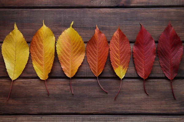 Pattern Colorful Autumn Leaves Yellow Dark Red Autumn Time Concept — Fotografia de Stock