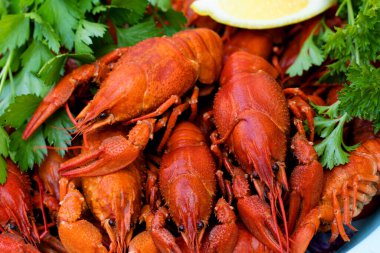 Kaynamış kırmızı kerevit ya da maydanozlu kerevit. Üst manzara, düz yatış. Yemek arkaplanı. Seçici odak.