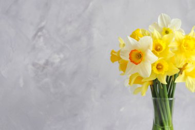 Fotokopi alanı olan gri bir duvara karşı güzel sarı nergis buketi. Tatil için tebrik kartı. Seçici odak.