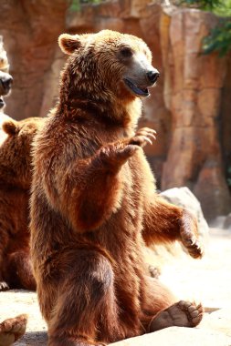 boz ayı gıda madrid zoo arıyorsunuz