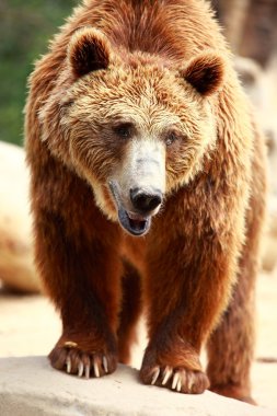 boz ayı gıda madrid zoo arıyorsunuz