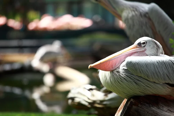 Pellicano bianco (Pelecanus onocrotalus) in piedi sull'erba — Foto Stock