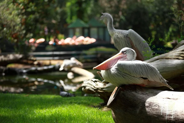 White pelican (Pelecanus onocrotalus) standing on grass — Stock Photo, Image